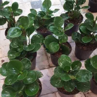 گل آپارتمانی قاشقی پتوس دیفن مانسترا آگلونما