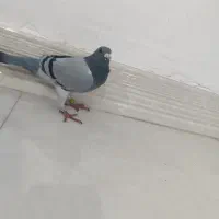 کبوتر مسافتی مست مست|پرنده|اندیمشک, |دیوار