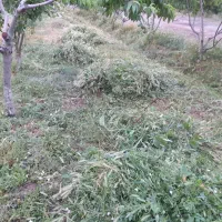 تیلر زنی شخم زنی خاکورزی هرس باغ گلخانه علفزنی|خدمات باغبانی و درختکاری|تهران, علی‌آباد|دیوار