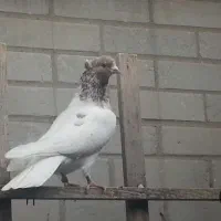 قفل کتابی نو معاوضه با یک جفت کفتر تهرانی