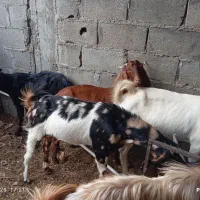 بز و کهره نر به فروش می رسد .