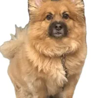 ژرمن شپرد