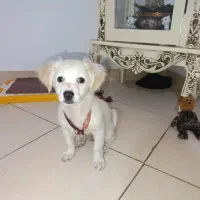 اشپیتز قیمت 5فوری