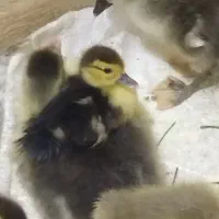 فروش جوجه غاز و جوجه اردک خارجی و محلی تعداد محدود