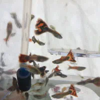 ماهی گوپی نر|ماهی|بناب, |دیوار