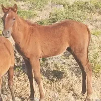 کره اسب نر ۸ماهه