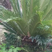 دو عدد سیکاس ۸ ساله توافقی|گل و گیاه طبیعی|لاهیجان, بازکیاگوراب|دیوار