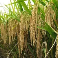 فروش خرده و عمده برنج گیلان