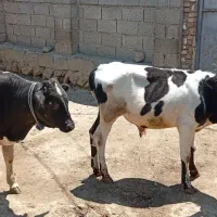 گاو نر