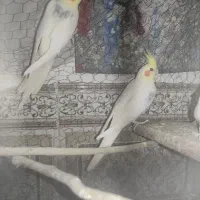 عروس هلندی لوتینو چهار تا جوانه