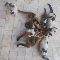 واگزلری گربه