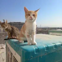 بچه گربه خانگی بامزه و شیطون|گربه|قزوین, |دیوار