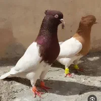 کله ای (هام)