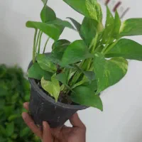 گیاه زیبای پتوس|گل و گیاه طبیعی|اهواز, شریعتی جنوبی|دیوار