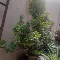 گل مرجان|گل و گیاه طبیعی|تهران, هاشم‌آباد|دیوار