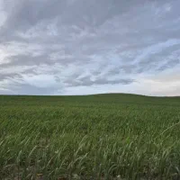 زمین کشاورزی وباغ با آب دائمی