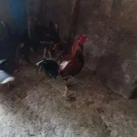 خروس لاری جوان وسالم|حیوانات مزرعه|علیآباد کتول, |دیوار