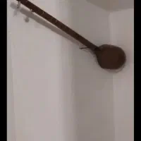 سه تار سالم|سازهای سنتی|کاشمر, |دیوار