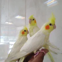 جفت عروس هلندی