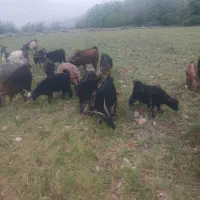 کهره شیری نقلی امسال