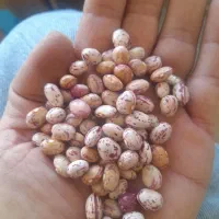 لوبیا چیتی