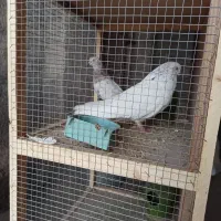 فروش کبوتر پرشی ونقشی|پرنده|پیر بکران, |دیوار