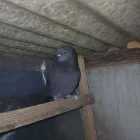 کفتر هما زردی قاره سرخ