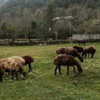 میش جنس دار آبستن|حیوانات مزرعه|آلاشت, |دیوار