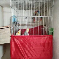 عروس هلندی|پرنده|سرپل ذهاب, |دیوار