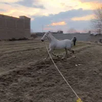 نریان کرد|اسب و تجهیزات اسب‌سواری|میاندوآب, |دیوار