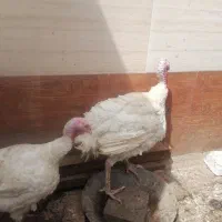 بوقلمون یک جفت