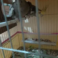 یه جفت عروس هلندی