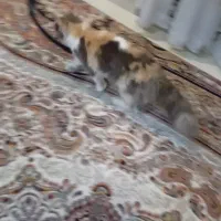 فروش یک جفت گربه نر وماده نژاد پرشین