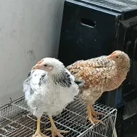 جوجه