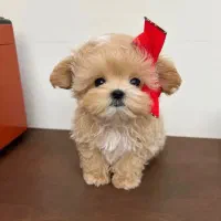 توله پامر اشپیتز