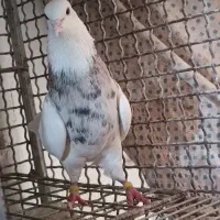 نر و ماده طوقی بدون غلطی پالخت