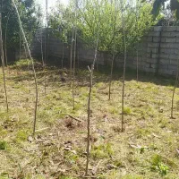 فروش فوری زمین زیر قیمت در سراجار