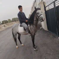 اسب|اسب و تجهیزات اسبسواری|ری, شهرک نظامی|دیوار