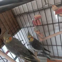 عروس هلندی مولد|پرنده|کرج, مصباح|دیوار