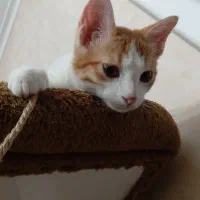 واگذاری گربه