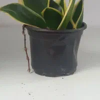 گل مخصوص خانه