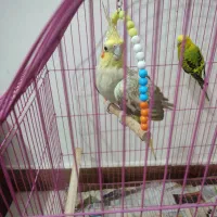 عروس هلندی و مرغ عشق به همراه قفس