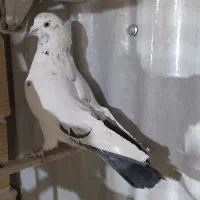 2تانرروزگاری