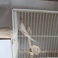 عروس با جوجه