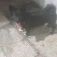 سگ نر 3500تومن|سگ|مسجد سلیمان, |دیوار