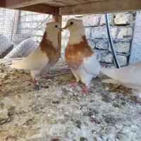 طوقی هفترنگ|پرنده|لنجان, |دیوار