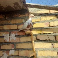 کارل میلمنز|پرنده|تربت جام, ترکمن ها|دیوار