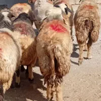 بز داشتی آبستن  قوچ ومیش|حیوانات مزرعه|اقلید, |دیوار