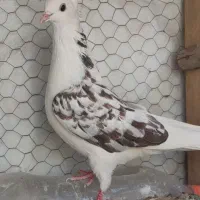 کبوتر پرشی|پرنده|پیر بکران, |دیوار