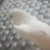 کبوتر قشنگ نر